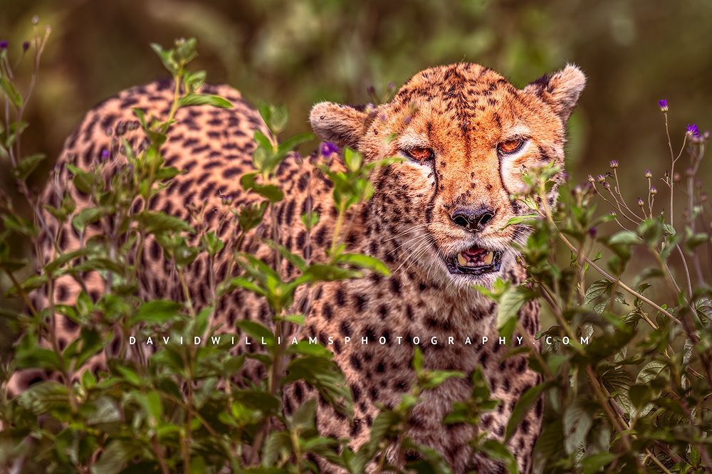 Cheetah S 0Z87037