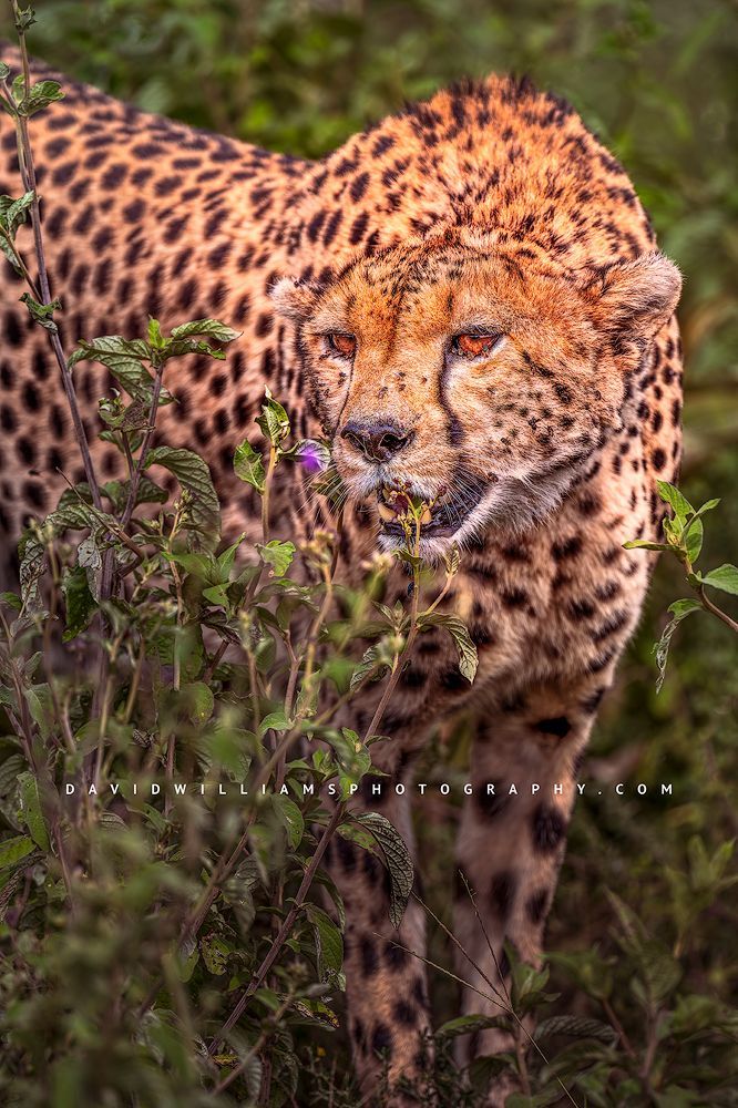 Cheetah S 0Z87055