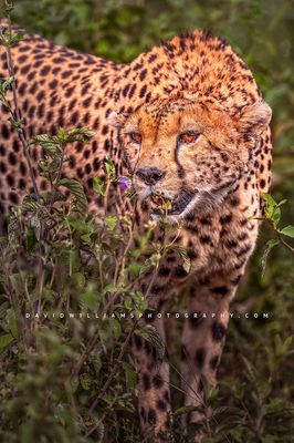 Cheetah S 0Z87055