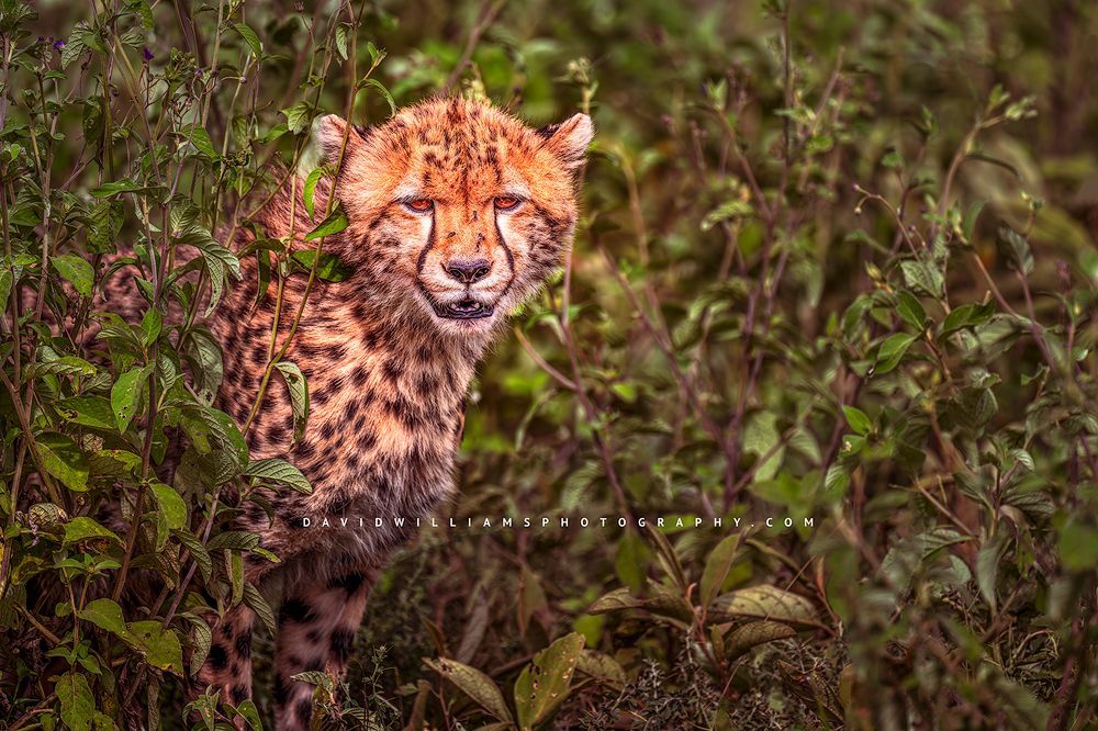 Cheetah S 0Z87013