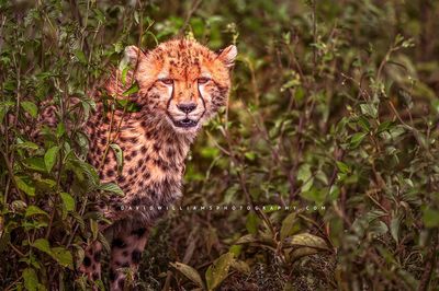 Cheetah S 0Z87013