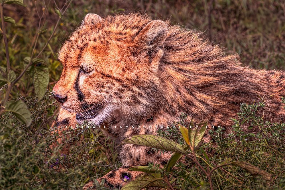 Cheetah S NZ92570