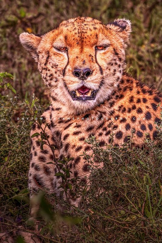 Cheetah S NZ92565