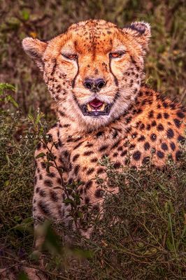 Cheetah S NZ92565
