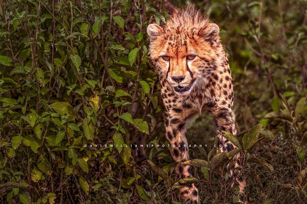 Cheetah S 0Z87021