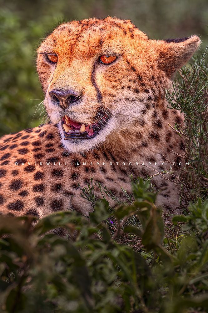 Cheetah S 0Z86955