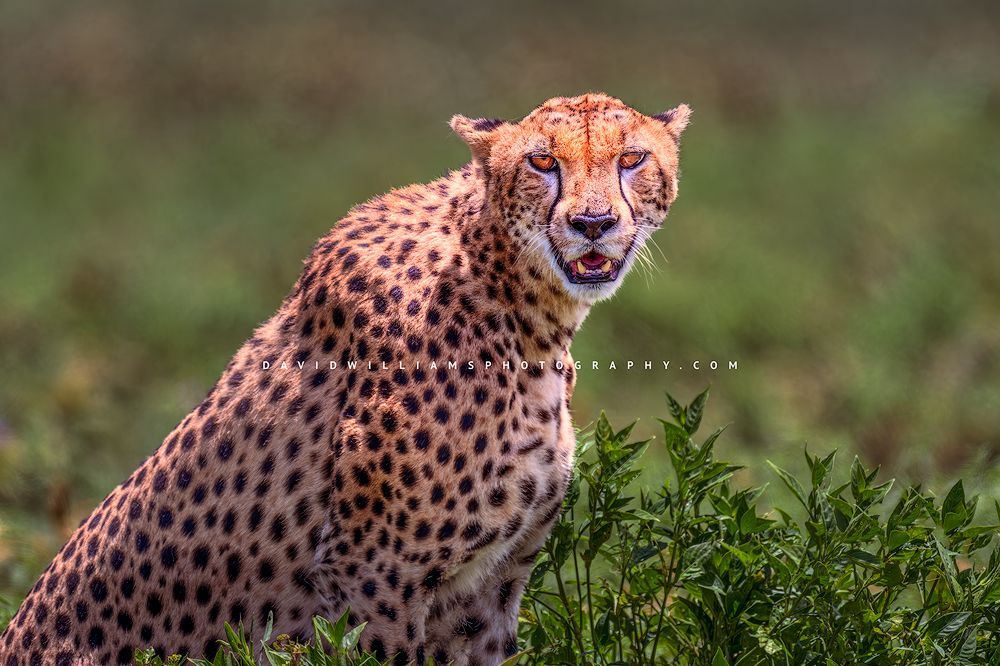 Cheetah S 0Z86812