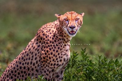 Cheetah S 0Z86812