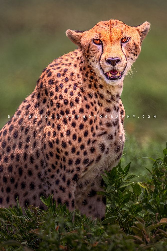 Cheetah S 0Z86875