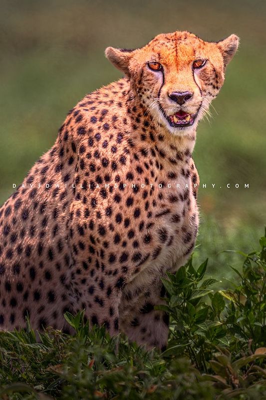 Cheetah S 0Z86875