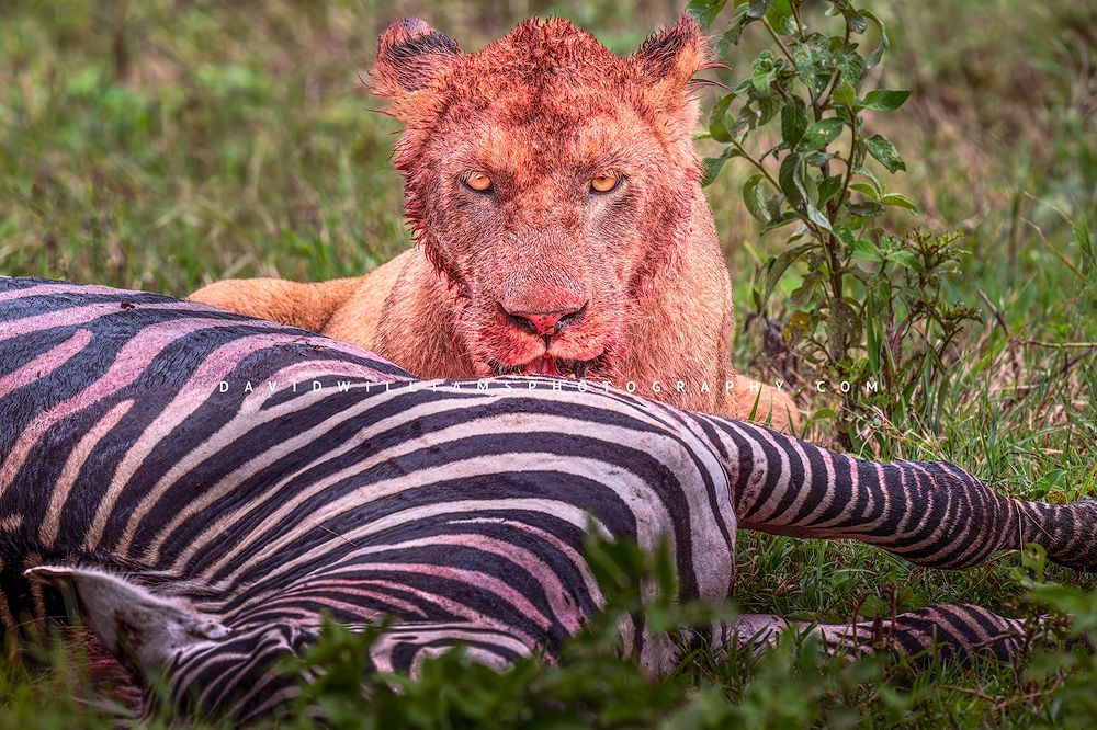 Lion S 0Z86039