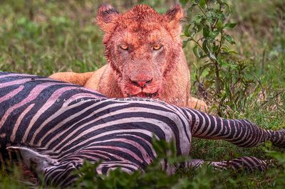 Lion S 0Z86039