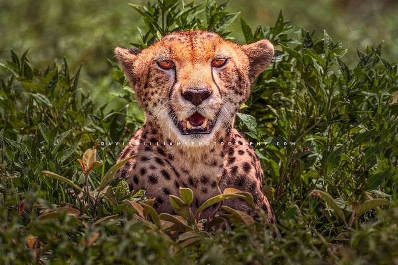 Cheetah S 0Z86765