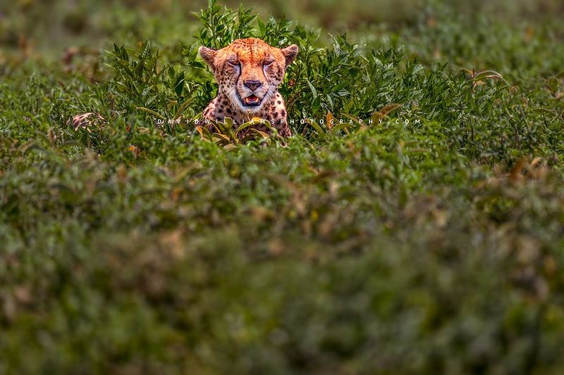 Cheetah S 0Z86773