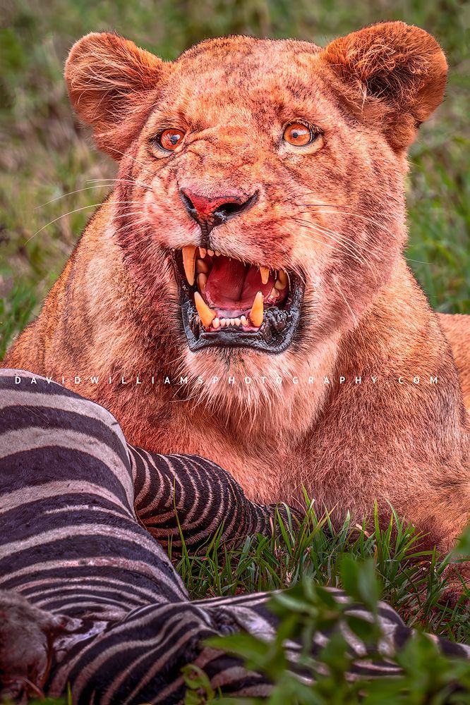 Lion S 0Z86090