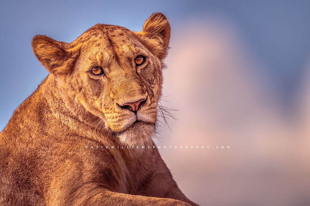 Lion S 0Z85252