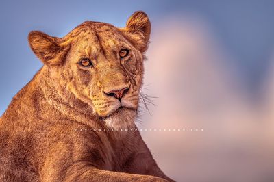 Lion S 0Z85252