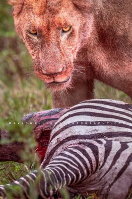 Lion S 0Z85934