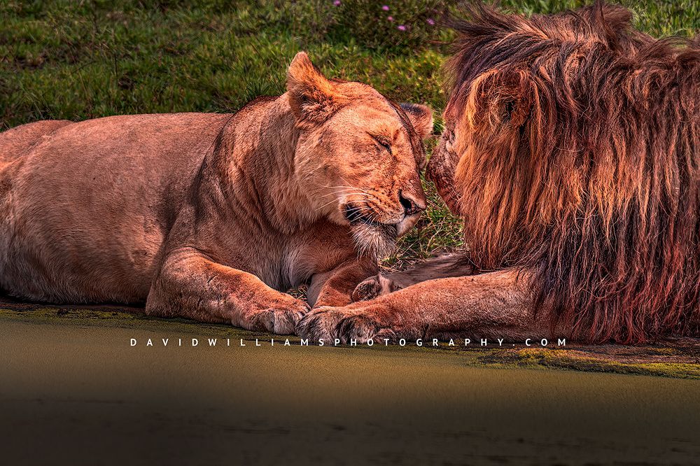 Lion GP 0Z85510