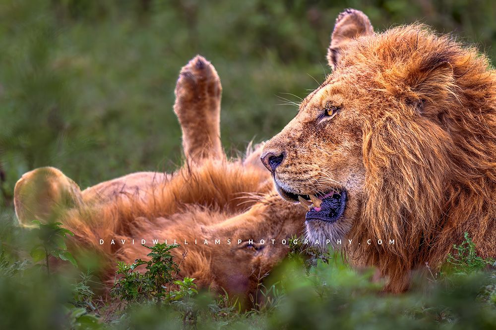 Lion S 0Z85139