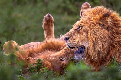 Lion S 0Z85139
