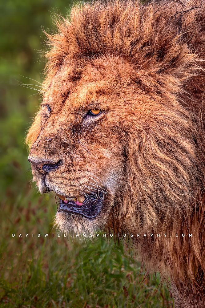 Lion S 0Z85069EN