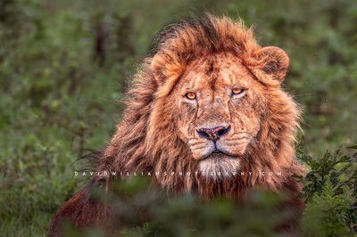 Lion S 0Z85096