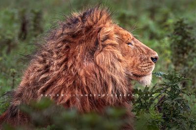 Lion S 0Z85089