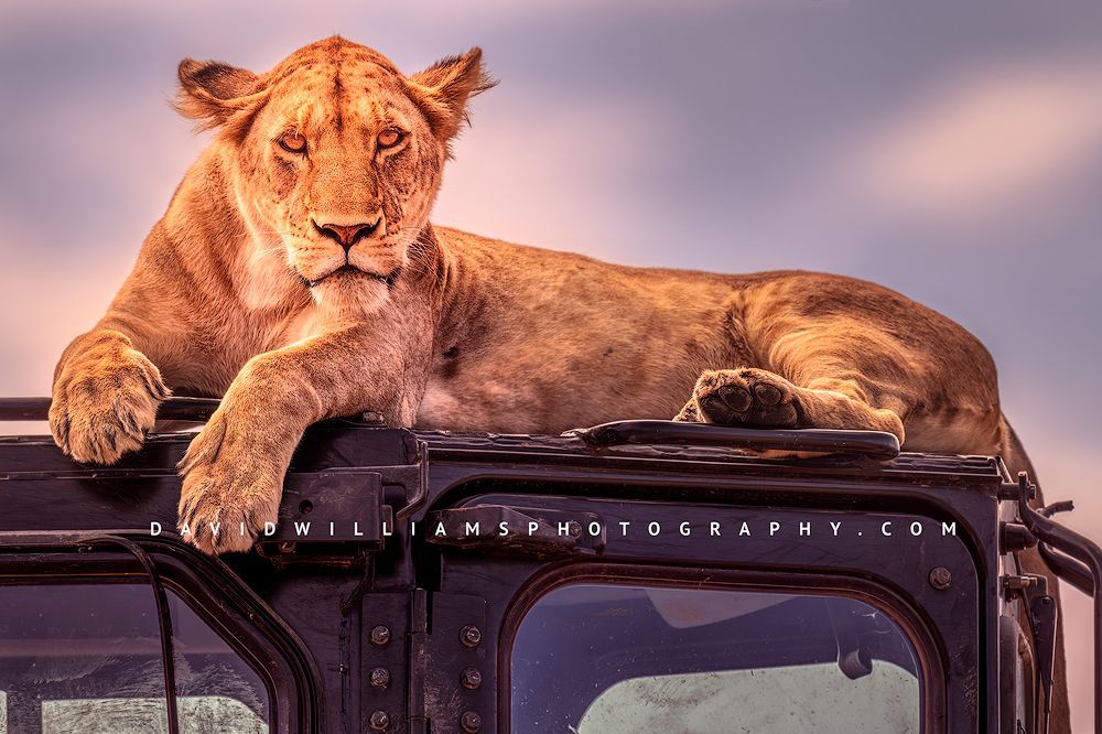 Lion S 0Z85235