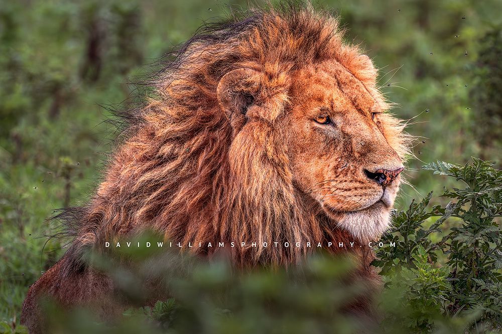 Lion S 0Z85093