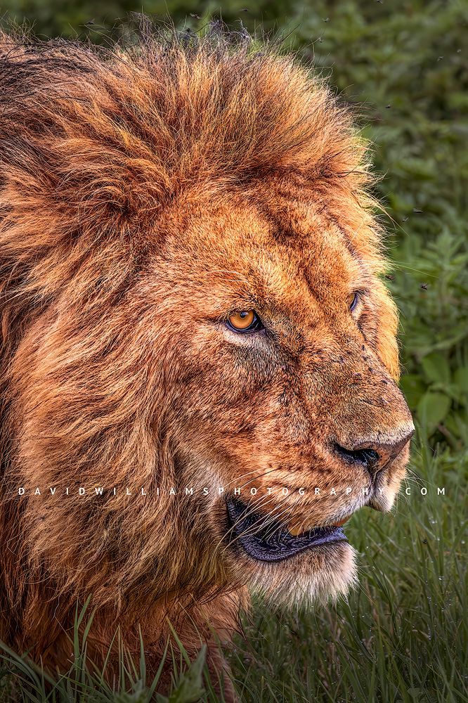 Lion S NZ91866