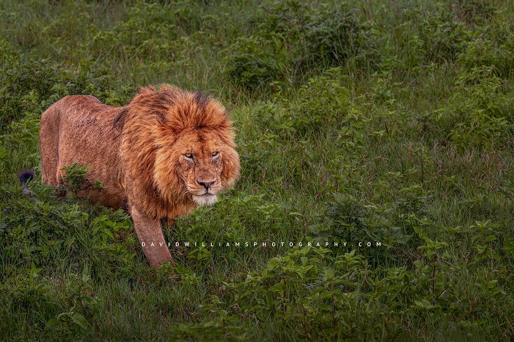 Lion S NZ91846