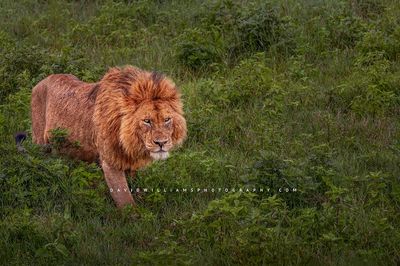 Lion S NZ91846
