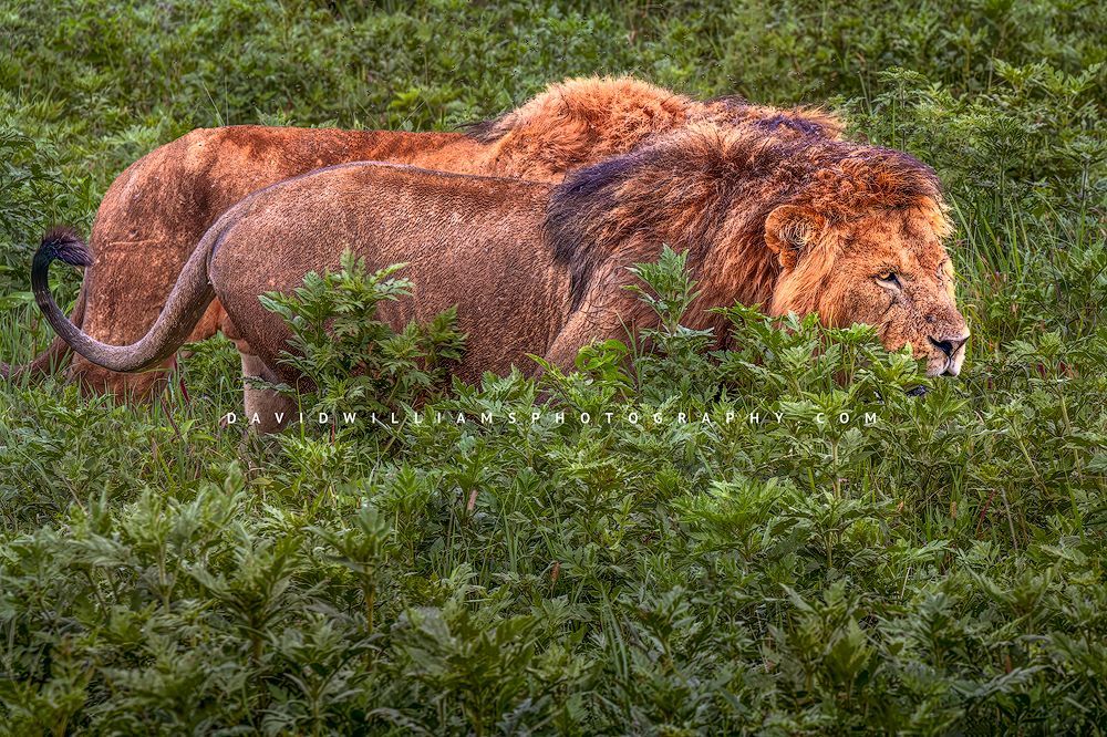 Lion GP NZ91800