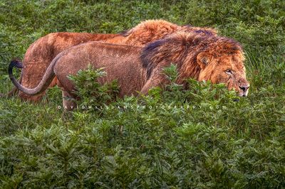 Lion GP NZ91800