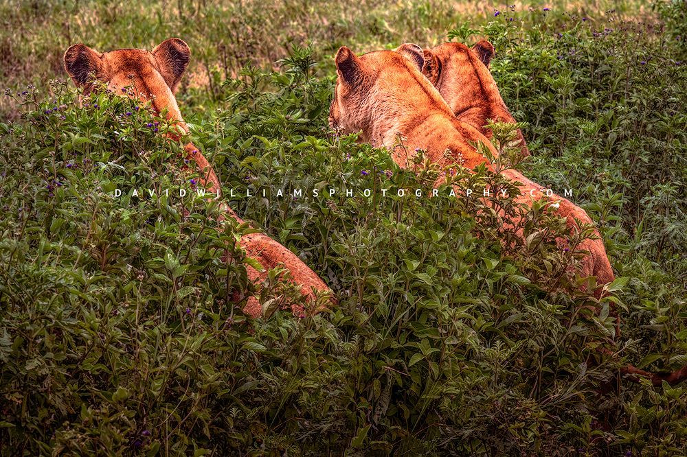 Lion GP NZ91655