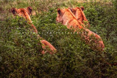 Lion GP NZ91655