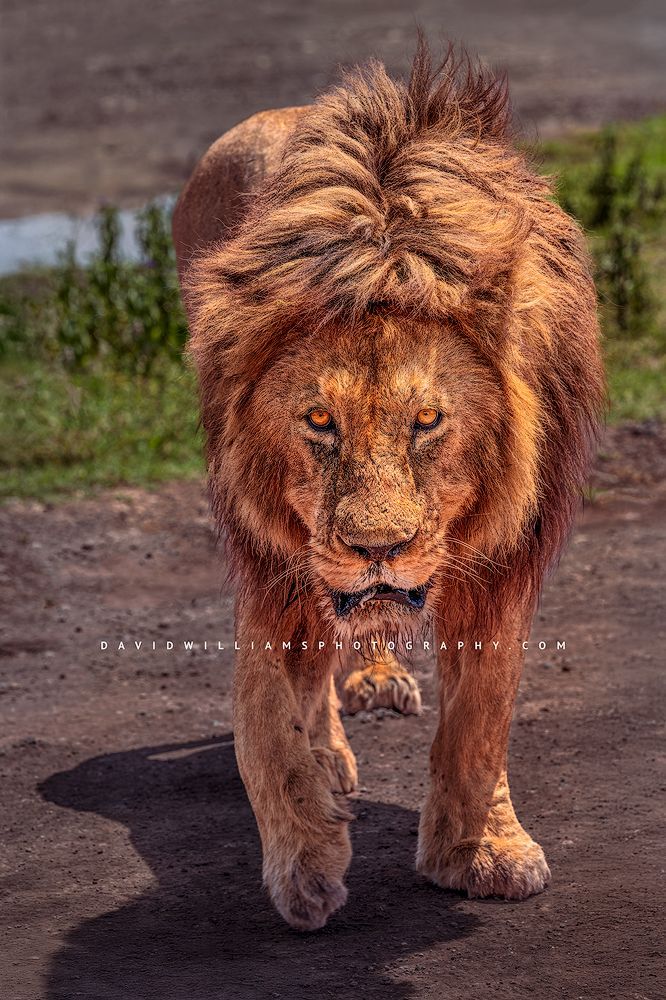 Lion S NZ91487