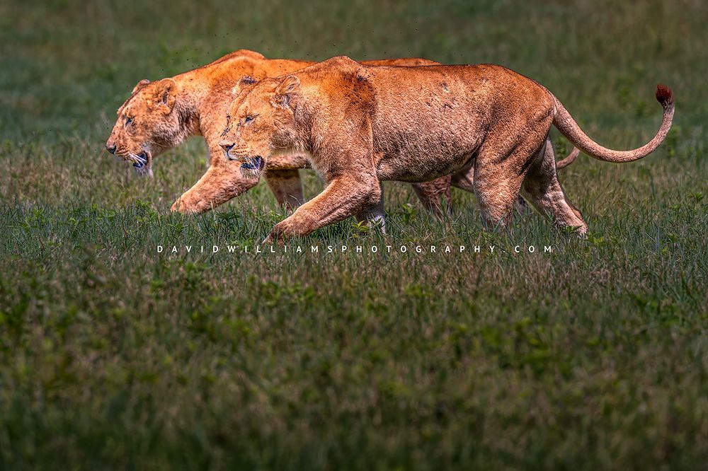 Lion GP NZ91601