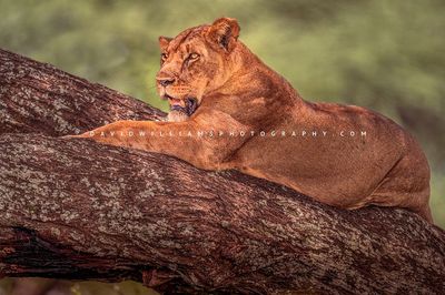 Lions S 0Z83049