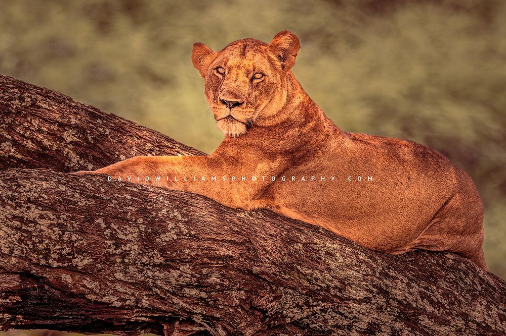 Lion S NZ90674