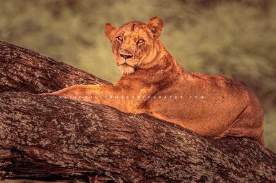 Lion S NZ90674