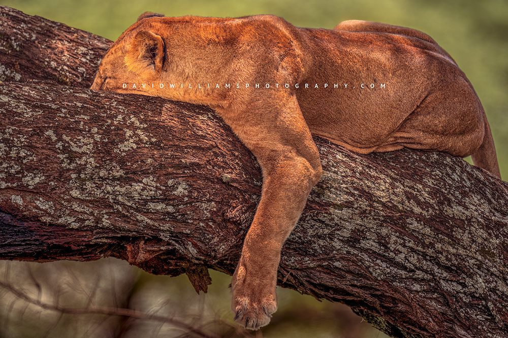 Lion S 0Z83061