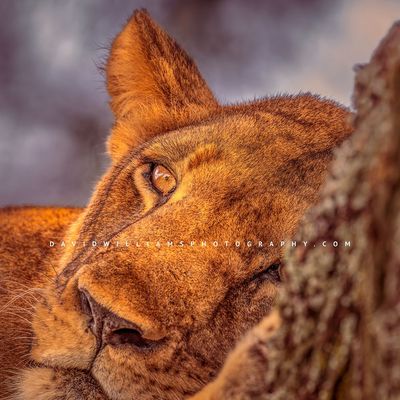 Lion S 0Z83078