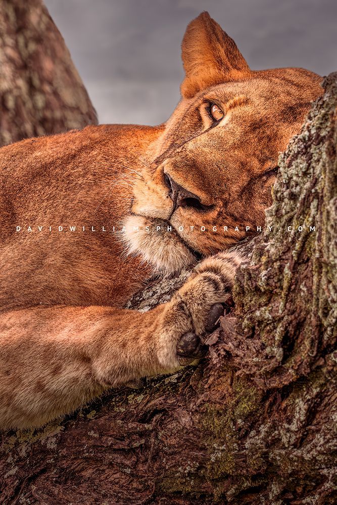 Lion S NZ90700