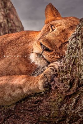 Lion S NZ90700
