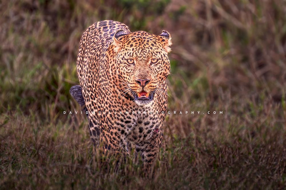 Leopard S NZ96127