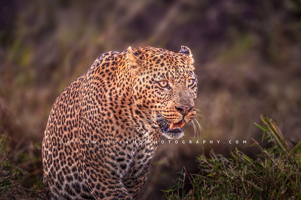 Leopard S NZ96012