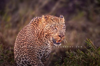 Leopard S NZ96012