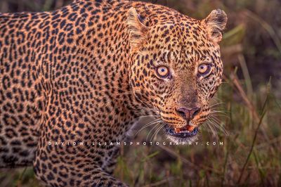 Leopard S NZ96059
